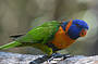 Territory Wildlife Park Lorikeet