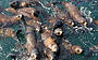Thousands of Fur Seals